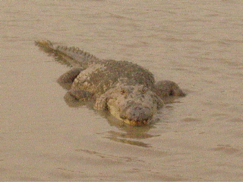 sag croc 2.JPG